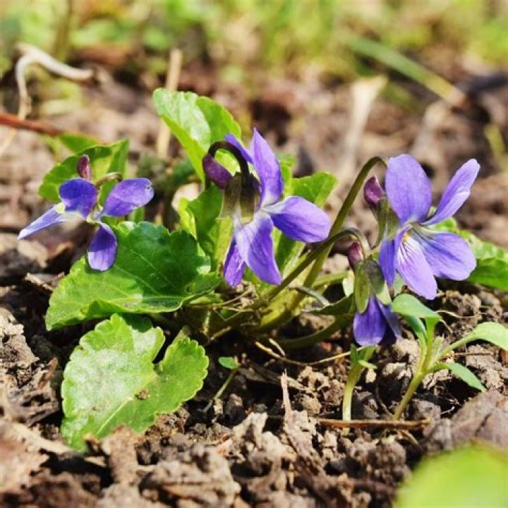 Maylee Reid: A Deep Dive into Her Life, Career, and Impact on Adult Entertainment